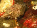   This tricky little grunt sculpin kept swimming away right before picture was taken. took about 10 minutes 30 pictures get one. Taken Canon SD550 7.1 MP pointandshoot camera using internal flash. one 71 point-and-shoot point shoot flash  
